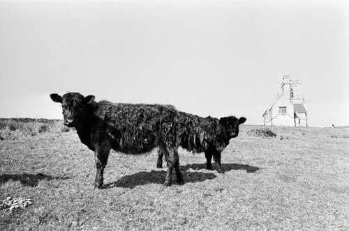 General scenes lundy - lundy, island